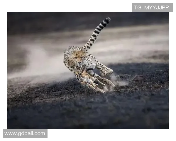 足球明星高清4K头像精选让你领略球场风采与魅力的完美瞬间